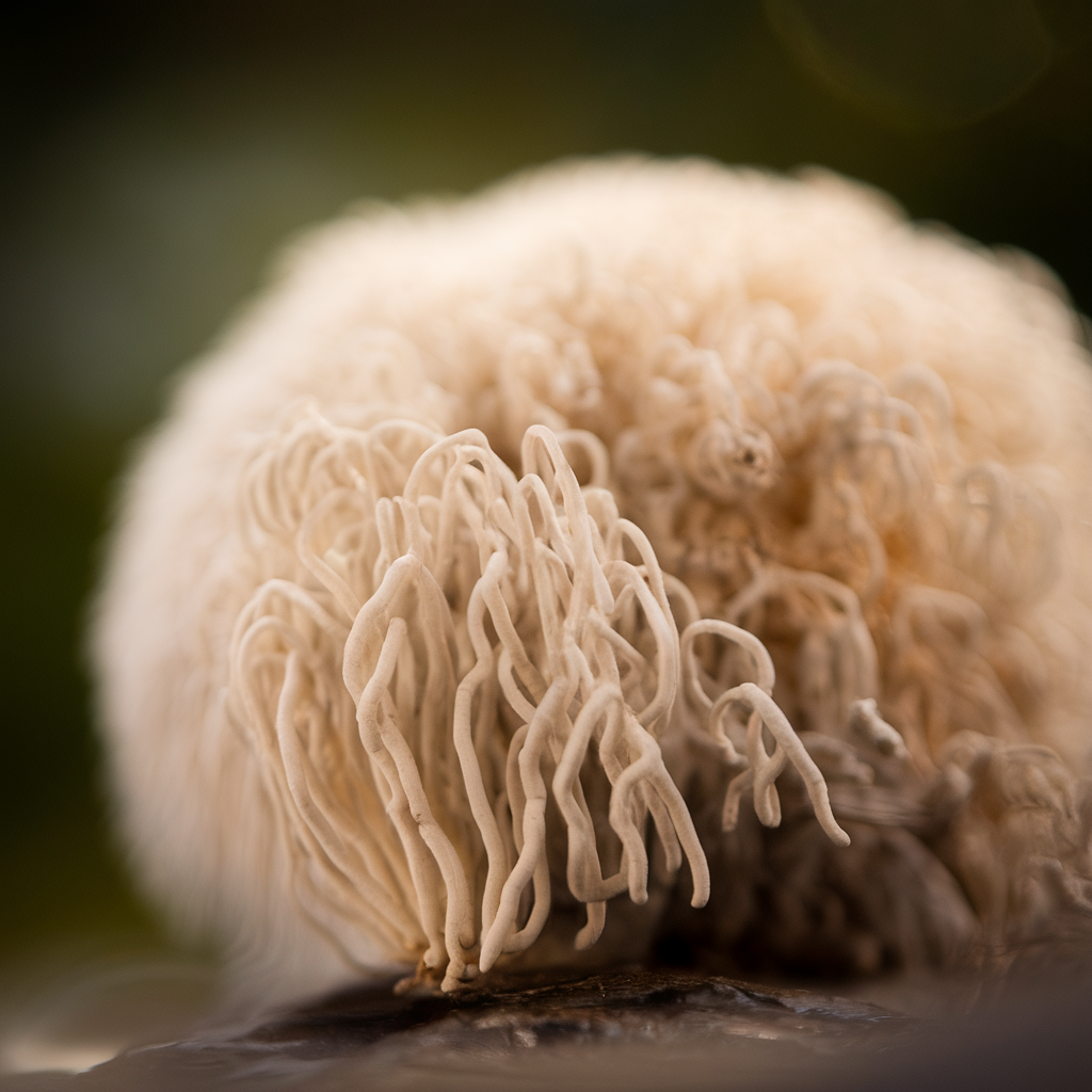 Lion's Mane
